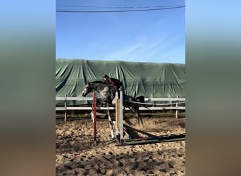 Welsh D (Cob), Mare, 6 years, 14,2 hh, Black