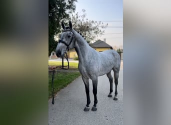 Welsh D (Cob), Mare, 6 years, 14,2 hh, Black