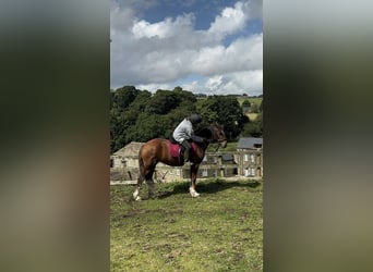 Welsh D (Cob) Mix, Mare, 6 years, 14 hh, Chestnut