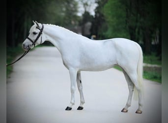 Welsh D (Cob), Mare, 7 years, 13,3 hh, Gray