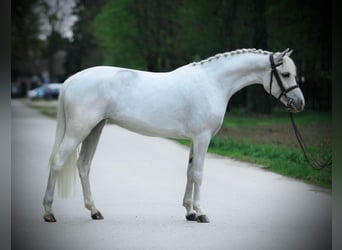 Welsh D (Cob), Mare, 7 years, 13,3 hh, Gray