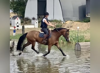 Welsh D (Cob), Mare, 7 years, 14.1 hh, Brown