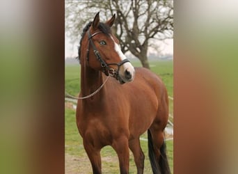 Welsh D (Cob), Mare, 7 years, 14.1 hh, Brown
