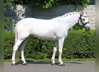 Welsh D (Cob), Mare, 7 years, 14,1 hh, White