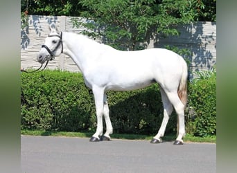 Welsh-D, Stute, 7 Jahre, 14,1 hh, White