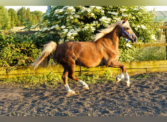Welsh D (Cob), Mare, 7 years, 14.2 hh, Chestnut-Red