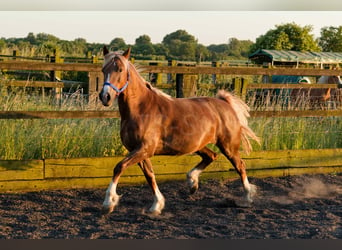 Welsh D (Cob), Mare, 7 years, 14.2 hh, Chestnut-Red