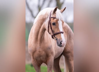 Welsh D (Cob), Mare, 7 years, 14.2 hh, Palomino