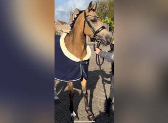 Welsh D (Cob), Mare, 7 years, 14 hh, Dun