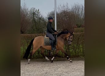 Welsh D (Cob), Mare, 7 years, 14 hh, Dun