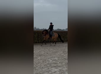 Welsh D (Cob), Mare, 7 years, 14 hh, Dun