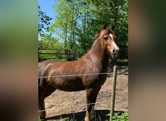 Welsh D (Cob), Mare, 7 years, Chestnut