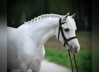 Welsh D (Cob), Mare, 8 years, 13,3 hh, Gray