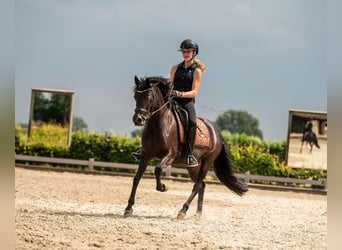 Welsh D (Cob), Mare, 8 years, 14,1 hh, Bay-Dark