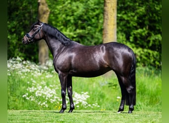 Welsh D (Cob), Mare, 8 years, 14.1 hh, Bay-Dark