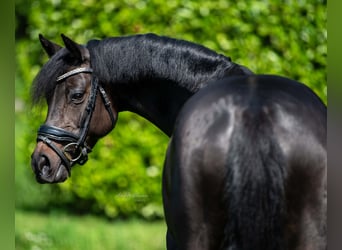 Welsh D (Cob), Mare, 8 years, 14,1 hh, Bay-Dark