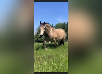 Welsh D (Cob), Mare, 8 years, 15.2 hh, Buckskin