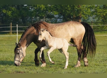 Welsh D (Cob), Mare, 8 years, 15.2 hh, Buckskin