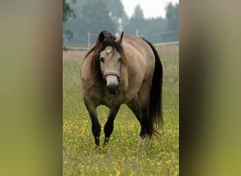 Welsh D (Cob), Mare, 8 years, 15.2 hh, Buckskin