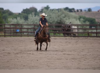 Welsh D (Cob) Mix, Mare, 9 years, 12,3 hh, Palomino