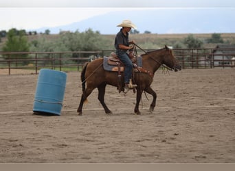 Welsh D (Cob) Mix, Mare, 9 years, 12,3 hh, Palomino