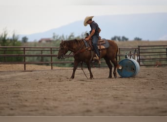 Welsh D (Cob) Mix, Mare, 9 years, 12,3 hh, Palomino