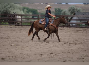 Welsh D (Cob) Mix, Mare, 9 years, 12,3 hh, Palomino