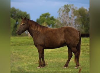 Welsh D (Cob) Mix, Mare, 9 years, 12,3 hh, Palomino