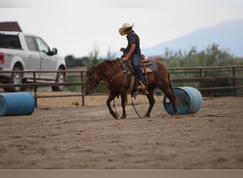 Welsh D (Cob) Mix, Mare, 9 years, 12,3 hh, Palomino