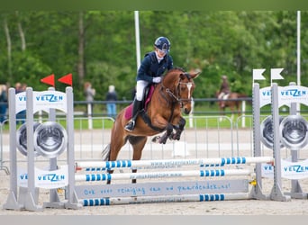 Welsh D (Cob), Mare, 9 years, 14,1 hh, Brown