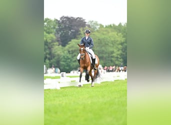 Welsh D (Cob), Mare, 9 years, 14,1 hh, Brown