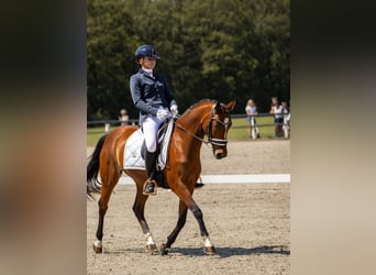 Welsh D (Cob), Mare, 9 years, 14,1 hh, Brown