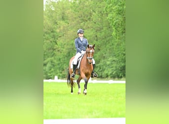 Welsh D (Cob), Mare, 9 years, 14,1 hh, Brown