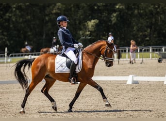 Welsh D (Cob), Mare, 9 years, 14,1 hh, Brown