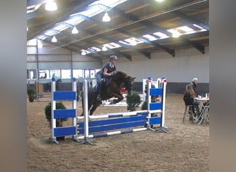 Welsh D (Cob), Mare, 9 years, 14 hh, Chestnut