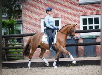 Welsh D (Cob), Mare, 9 years, 14 hh, Chestnut