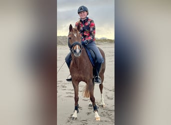 Welsh D (Cob), Mare, 9 years, 14 hh, Chestnut