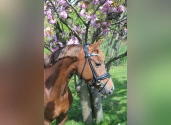 Welsh D (Cob), Mare, 9 years, 14 hh, Chestnut