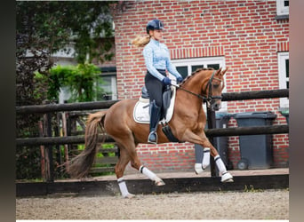 Welsh D (Cob), Mare, 9 years, 14 hh, Chestnut