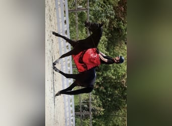 Welsh D (Cob), Mare, 9 years, 14 hh, Smoky-Black