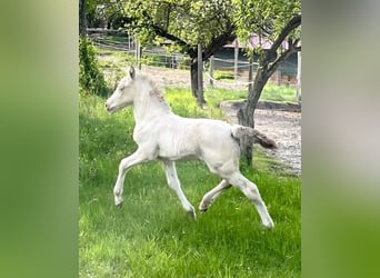 Welsh D (Cob), Mare, Foal (04/2024), 15.1 hh, Perlino