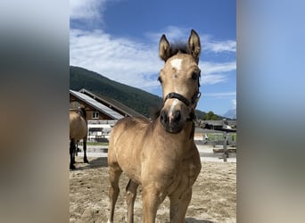 Welsh D (Cob), Mare, Foal (05/2024)