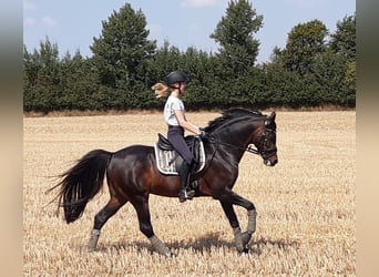 Welsh D (Cob), Stallion, 17 years, 14.1 hh, Bay-Dark