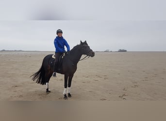 Welsh-D, Hengst, 17 Jahre, 14,1 hh, Dunkelbrauner