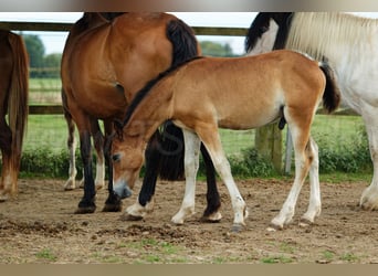 Welsh D (Cob), Stallion, 1 year, 14,2 hh, Brown