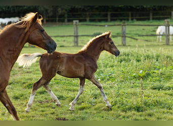 Welsh D (Cob), Stallion, 1 year, 14,2 hh, Chestnut-Red