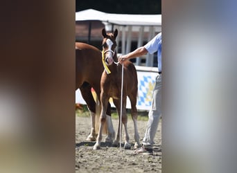 Welsh D (Cob), Stallion, 1 year, 14,2 hh, Chestnut-Red