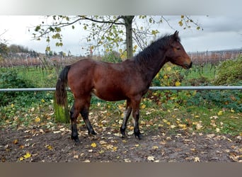 Welsh D (Cob), Stallion, 1 year, 15.1 hh, Bay-Dark