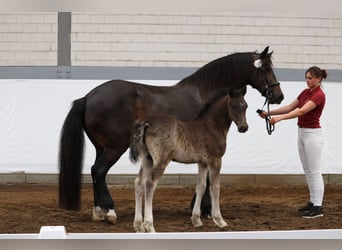 Welsh D (Cob), Stallion, 1 year
