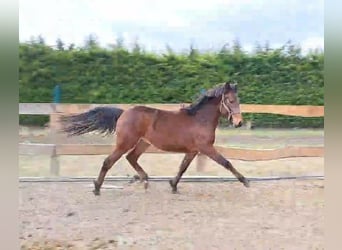 Welsh D (Cob), Stallion, 2 years, 14.1 hh, Brown
